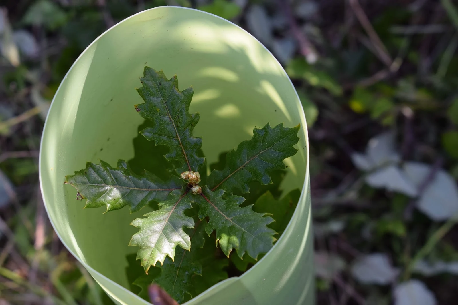 plantació en laberint